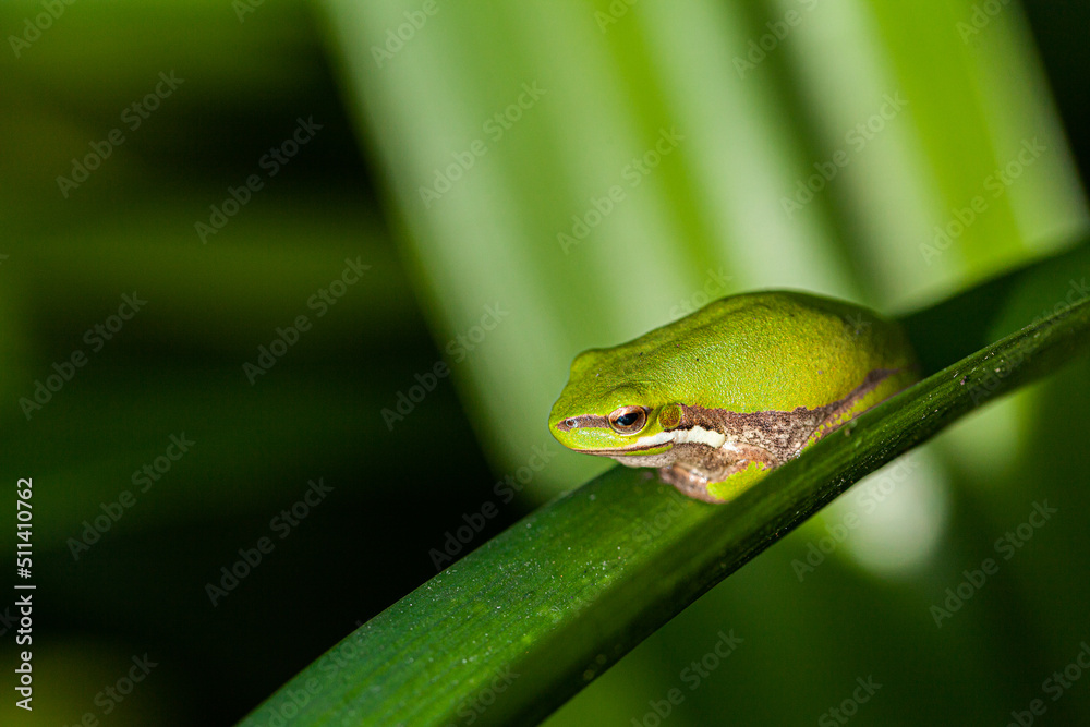 Tiny green frog on plant leaf in garden close up Tiny green frog on plant leaf in garden close up