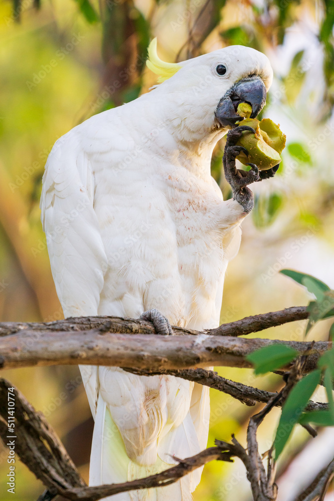 A Sulphur Crested Cockatoo sitting on a branch eating a piece of fruit from its claws A Sulphur Crested Cockatoo sitting on a branch eating a piece of fruit from its claws
