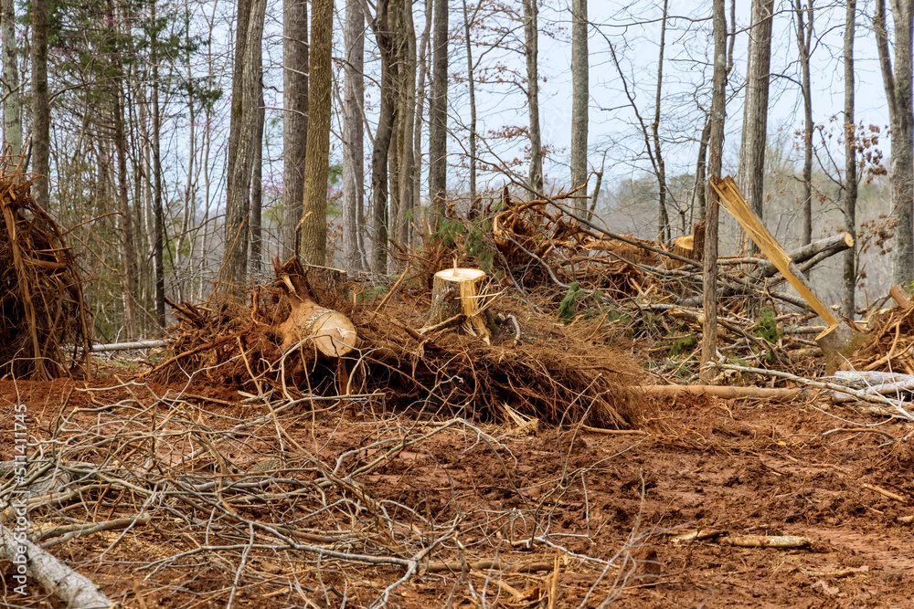 Obraz na płótnie Deforestation construction site in work during clearing forest for new development w salonie