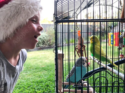 Young boy looking into cage of two budgerigar in suburban backyard photo