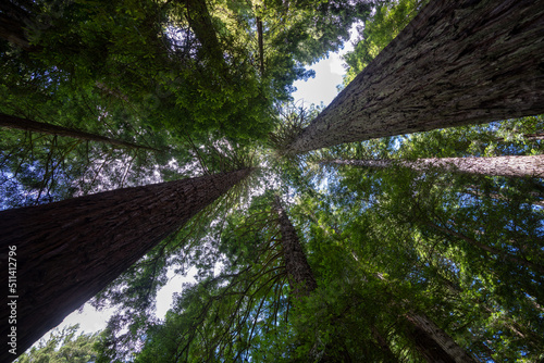 Looking up at the Redwood trees in Rotorua New Zealand