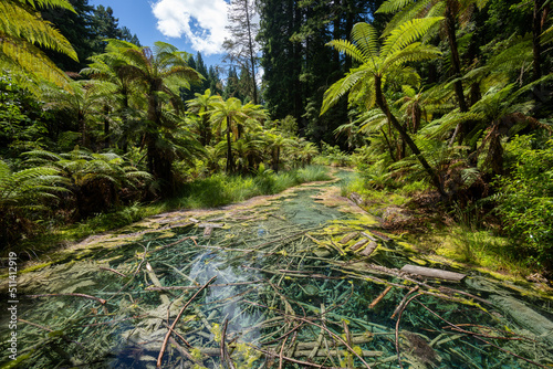 Whakarewarewa forest Reflection Pool in the Redwoods in Rotorua New Zealand