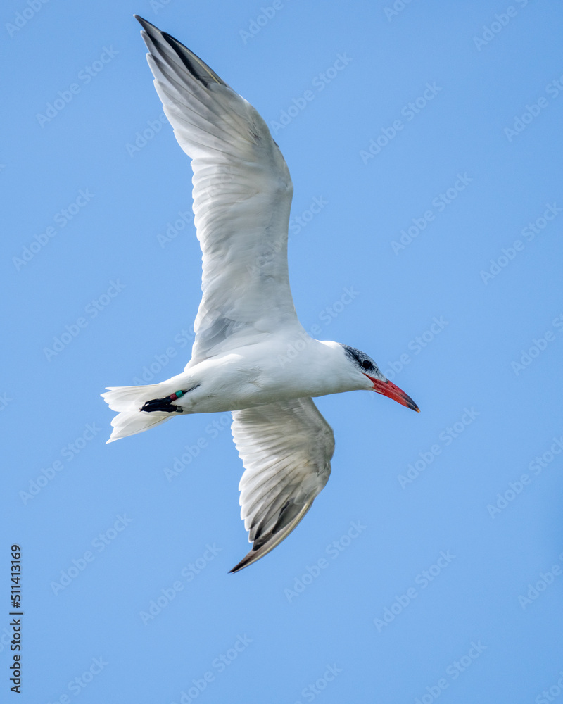 Caspian Tern bird on a blue sky background in flight Caspian Tern bird on a blue sky background in flight