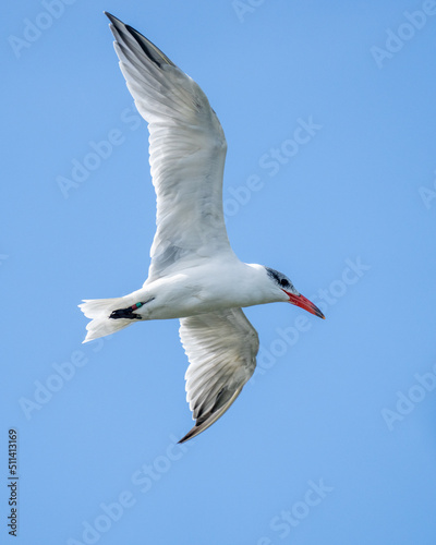 Caspian Tern bird on a blue sky background in flight
