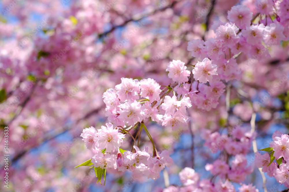 Naklejka premium Weeping cherry blossoms(Shidarezakura) at Morioka castle ruins park(Iwate Park),Iwate,Tohoku,Japan.(selective focus)
