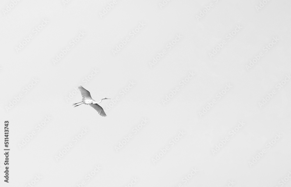 Obraz premium 배로