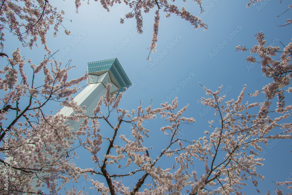 Goryokaku Tower,Hakodate,Hokkaido,Japan in spring.With cherry blossoms in the foreground.