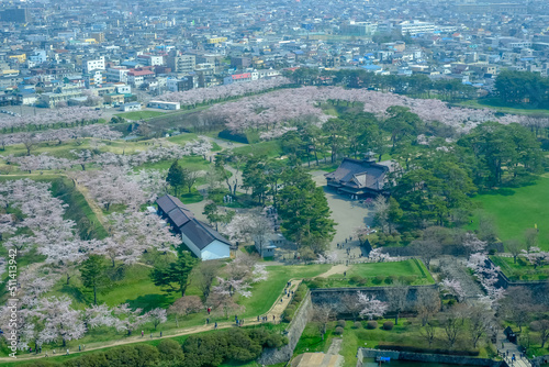 Beautiful cherry trees at Fort Goryokaku as seen from Goryokaku Tower Hakodate Hokkaido Japan in spring.