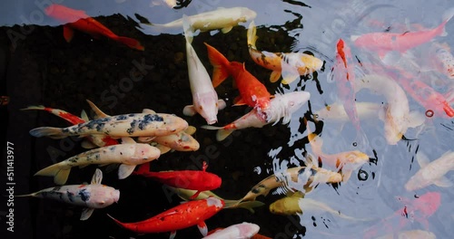 Colorful koi fish swimming in pond with fresh clear water. Cyprinus caprio, Cyprinus rubrofuscus photo