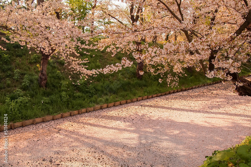 Cherry blossom blizzard(Hanafubuki) and cherry carpet(Hanaikada) at outer moat of Hirosaki Park,Aomori,Tohoku,Japan. photo