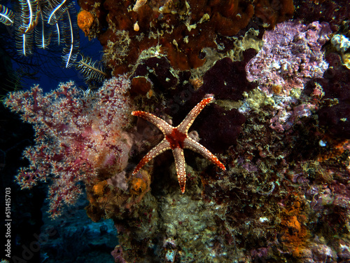 Fromia monilis also known as necklace starfish on a wreck Boracay Island Philippines