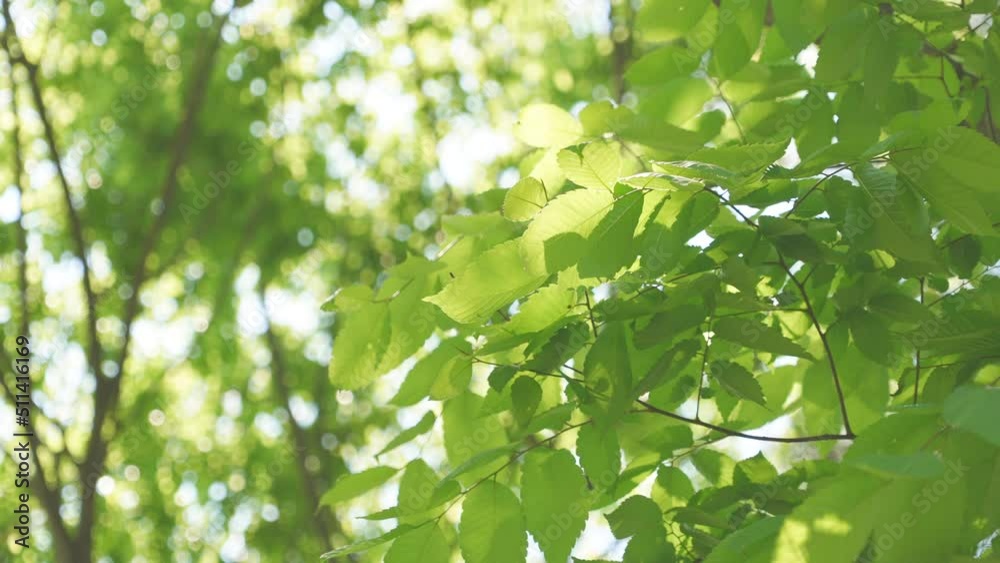 leaves swaying in the wind leaves swaying in the wind