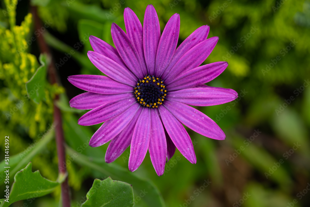 purple seaside daisy flower or African daisy arctotis hybrid or venidium or venidioarctotis flower with pinkish purple pedals and deep purple and yellow centre growing wild on Azores Faial island purple seaside daisy flower or African daisy arctotis hybrid or venidium or venidioarctotis flower with pinkish purple pedals and deep purple and yellow centre growing wild on Azores Faial island