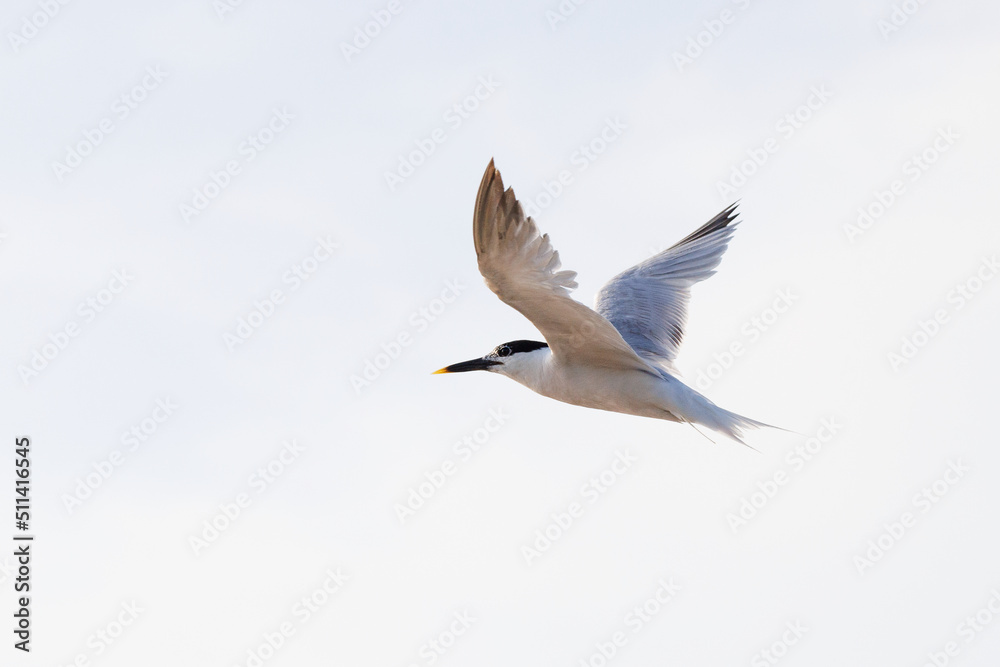 Sandwich tern (Thalasseus sandvicensis) in flight, in Sarasota, Florida Sandwich tern (Thalasseus sandvicensis) in flight, in Sarasota, Florida
