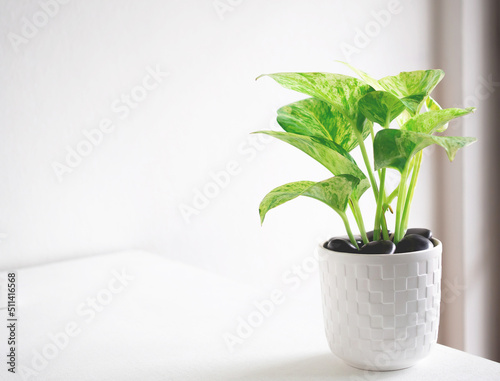 Fototapeta Epipremnum aureum marble queen plant in white pot on white wooden table in office or living room