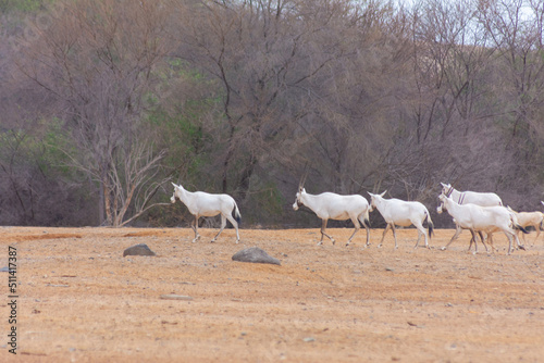 Arabian oryx or white oryx photo