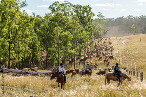 Country ladies leading the cattle mustering on horses. photo