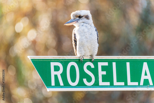 An Australian Kookaburra sitting on a street sign photo