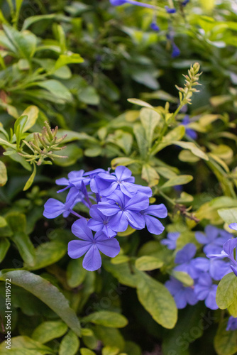 Ramo de flores azules con ramas verdes