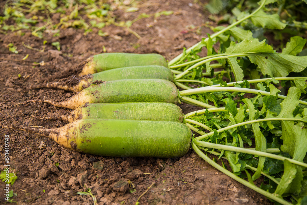 Obraz premium The green turnips in the vegetable patch