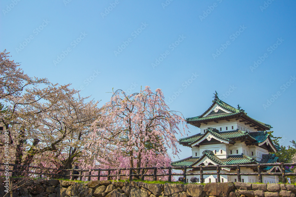 Hirosaki Cherry Blossom Festival 2018 at Hirosaki Park,Aomori,Tohoku,Japan on April 28,2018:Weeping cherry trees at full bloom around the main keep of Hirosaki Castle.