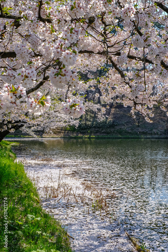 Cherry carpet(Hanaikada) on the pond in Hirosaki Park,Aomori,Tohoku,Japan.
