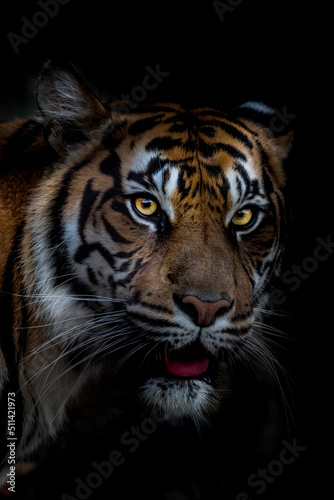 portrait of a tiger ©  Yoshi