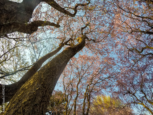 Beautiful Weeping Cherry blossoms at Tenshochi Park,Kitakami,Iwate,Tohoku,Japan.
 photo