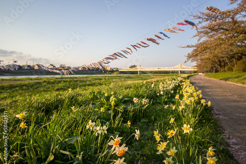 Beautiful pathway along Kitakami River at Tenshochi Park,Kitakami,Iwate,Tohoku,Japan. 
 photo