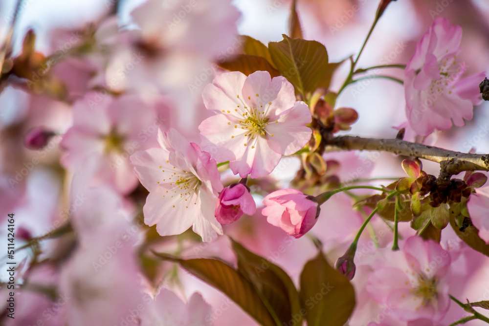 Cherry blossoms at Tenshochi Park,Kitakami,Iwate,Tohoku,Japan.