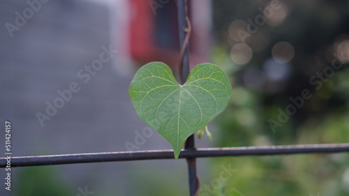 Heart shaped leaf of Ipomoea alba, sometimes called the tropical white morning-glory or moonflower or moon vine, is a species of night-blooming morning glory, native to tropical and subtropical region photo