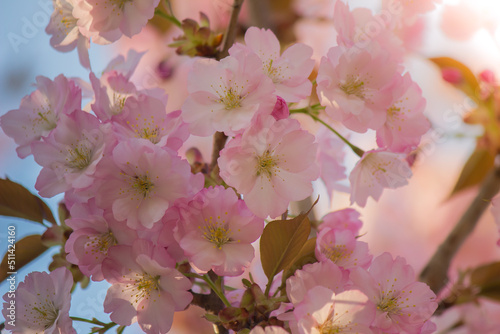 Cherry blossoms at Tenshochi Park Kitakami Iwate Tohoku Japan.
