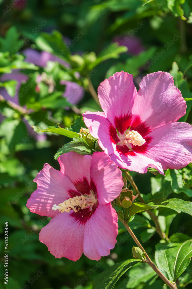 Pink flowers of Hibiscus moscheutos plant close-up. Hibiscus moscheutos, swamp hibiscus, Pink flowers of Hibiscus moscheutos plant close-up. Hibiscus moscheutos, swamp hibiscus,