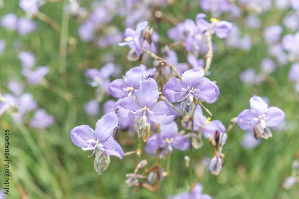 Close-up of beautiful violet Murdannia giganteum flowers blooming in the fields in Prachinburi Province,Thailand.(selective focus) Close-up of beautiful violet Murdannia giganteum flowers blooming in the fields in Prachinburi Province,Thailand.(selective focus)