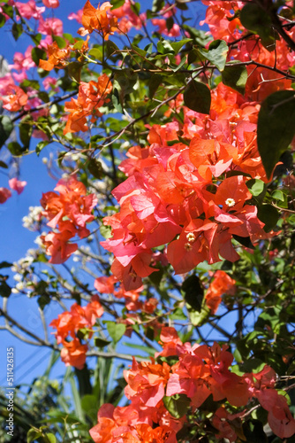 bottom-up and closeup view of the beautiful reddish-pink leaves of a bougainvillea plant against a blue sky background