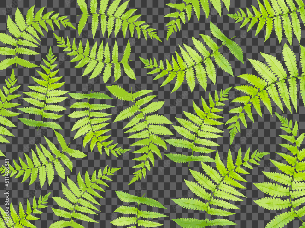 set of fern leaf tropical forest