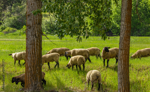 A group of sheep on a pasture stand next to each other. A small herd of Suffolk sheep with black face and legs