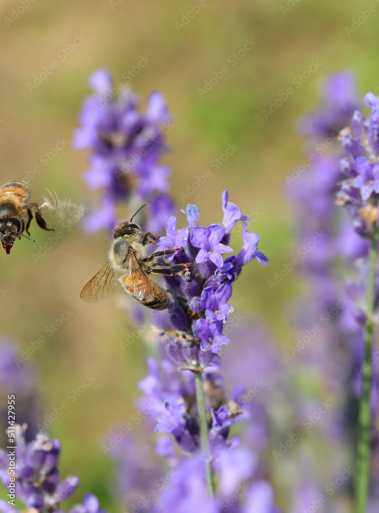 Bee while sucking nectar on the lavender flowers and another bee flying Bee while sucking nectar on the lavender flowers and another bee flying