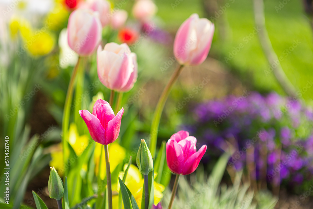 beautiful colored tulips in a flower bed in the garden, garden landscaping. Spring