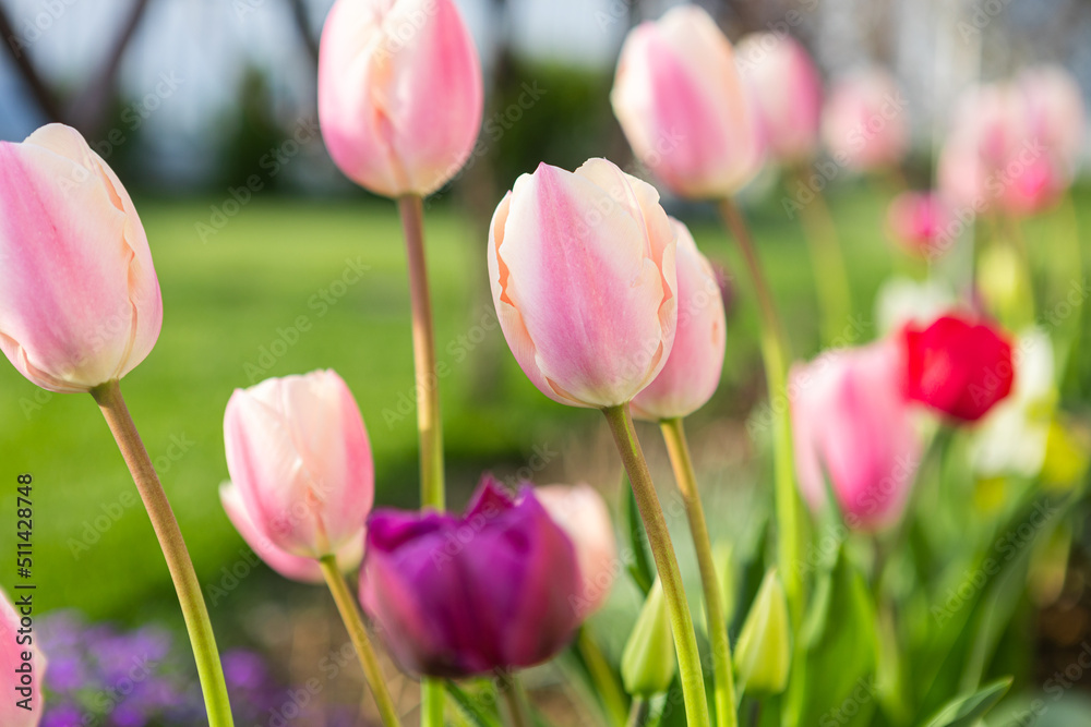 beautiful colored tulips in a flower bed in the garden, garden landscaping. Spring beautiful colored tulips in a flower bed in the garden, garden landscaping. Spring