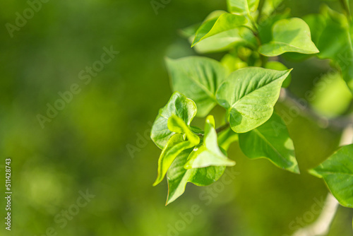beautiful young leaves on a deerva branch on the background of a lawn landscaping. Spring