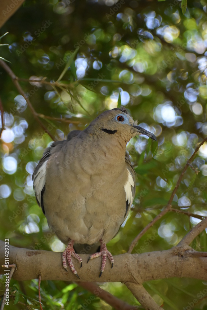 Fototapeta premium dove on a branch