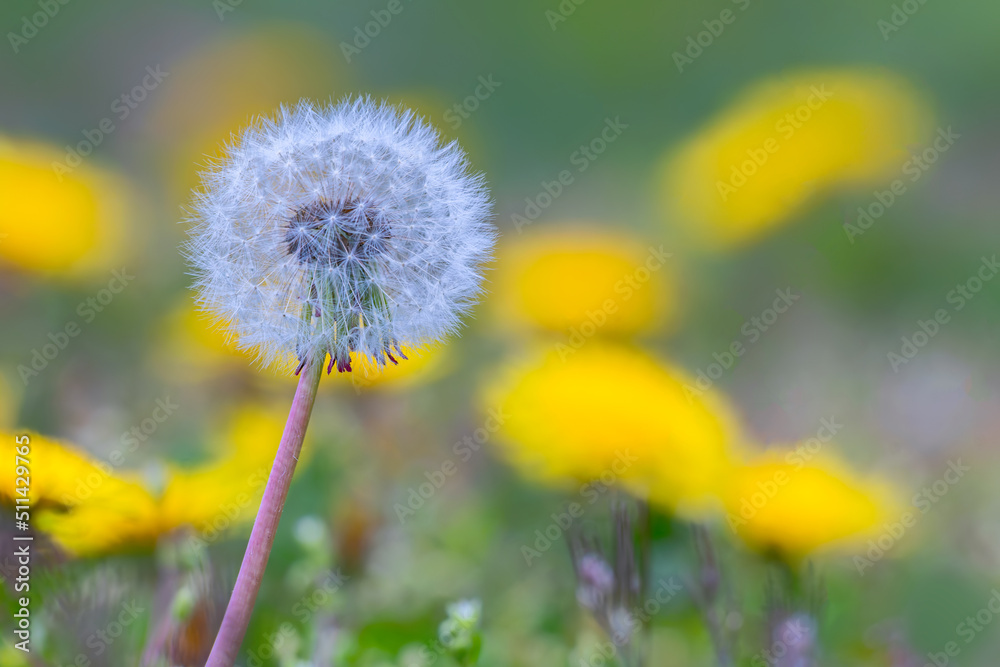 Dandelion symbolizes rebirth, light, hope, spiritedness and joy. Dandelion symbolizes rebirth, light, hope, spiritedness and joy.