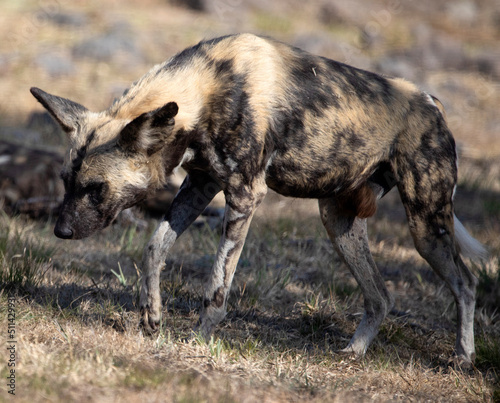 Wild dog looking for a place to rest with the herd in the African savannah of South Africa, this is one of the most dangerous animals on safari. © Domingo Sáez