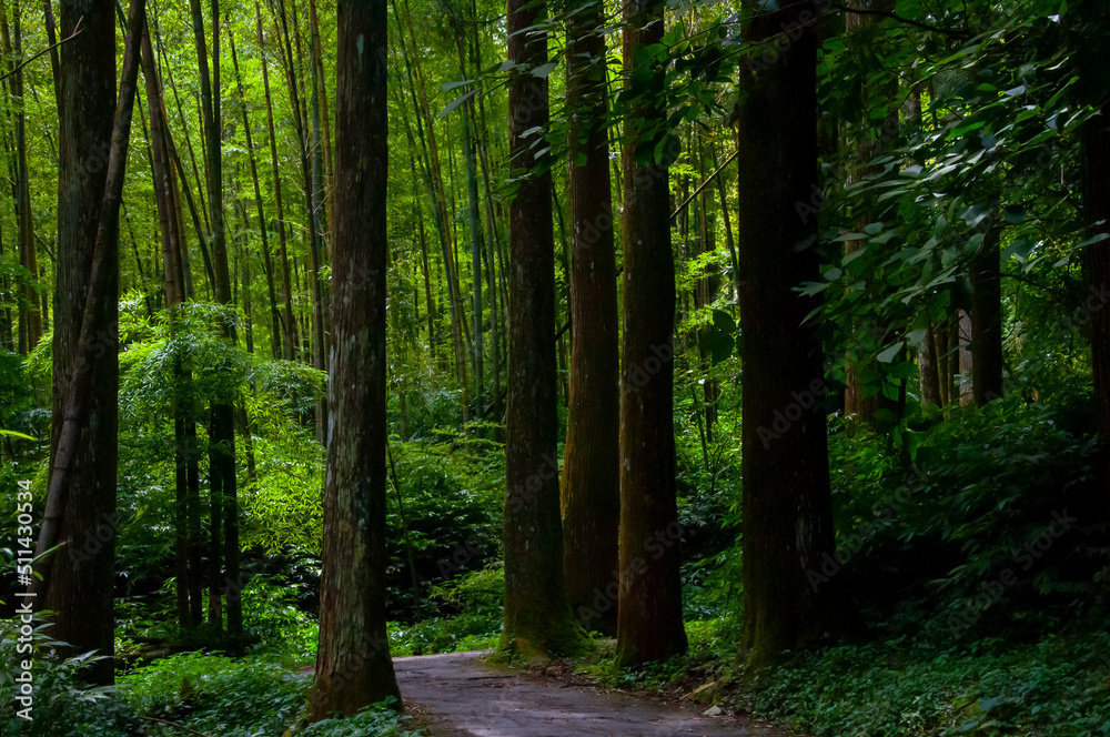 Obraz premium Taiwan, Xitou, forest, protected area, forest trail