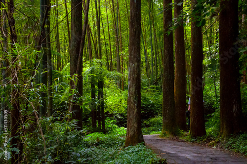 Taiwan, Xitou, forest, protected area, forest trail