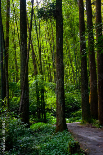 Taiwan, Xitou, forest, protected area, forest trail