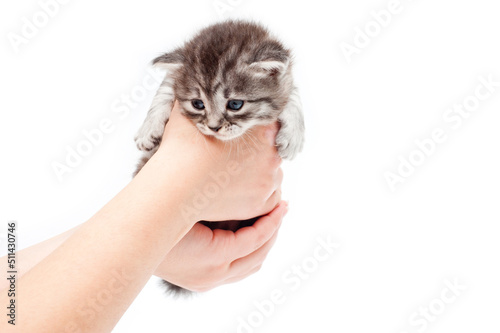 A small gray fluffy kitten in the hands of a man on a white background.