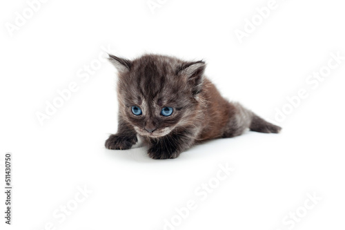 Small gray fluffy kitten on a white background. © Pavlo