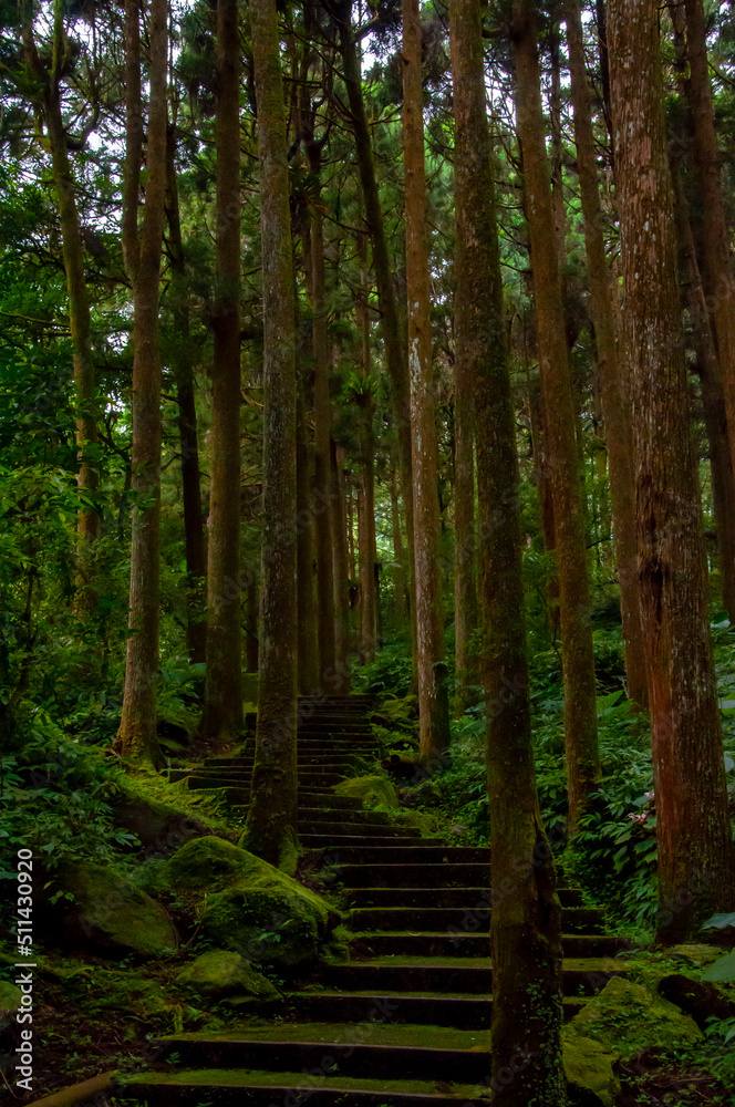 Taiwan, Xitou, forest, protected area, forest trail Taiwan, Xitou, forest, protected area, forest trail